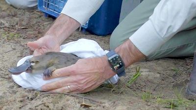 Platypuses return to Sydney's Royal National Park after disappearing for decades