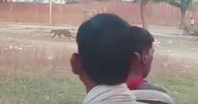 Moment leopard goes on rampage through village before it mauls six unsuspecting victims