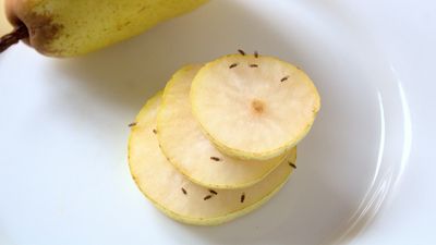 9 plants that repel fruit flies and keep them out of your home