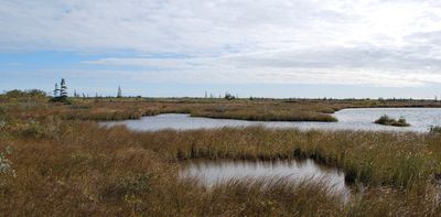 How climate change is impacting the Hudson Bay Lowlands — Canada's largest wetland