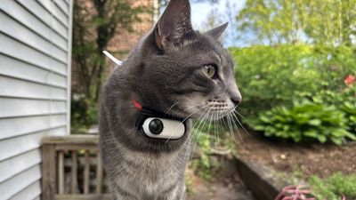 I strapped an action camera on my cat — check out what he saw