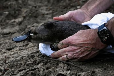 Platypus returns to Australia’s oldest national park for first time in over 50 years