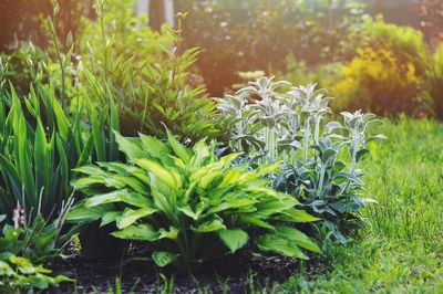 This gardener’s trick makes it easy to find plants that will survive the summer heat – and it’s based on the color of the leaves