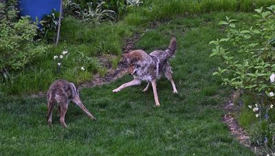 Chicago outdoors: Coyote antics, world-record fish-spearing decoy, park fishing instructors