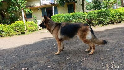 Police dog passes away after decade-long service