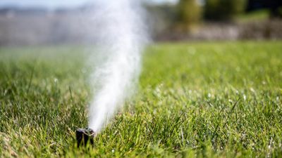 This is the best time to water your lawn according to the experts