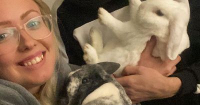 Midlothian couple 'devastated' after pet rabbits taken from back garden