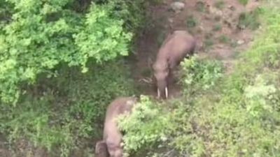 Forest department, police in Tirupattur to send back two tuskers into RFs along T.N. - A.P. border