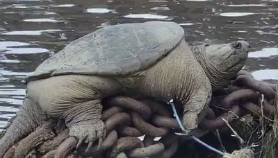 Giant snapping turtle ‘Chonkosaurus’ evidence of a much cleaner Chicago River