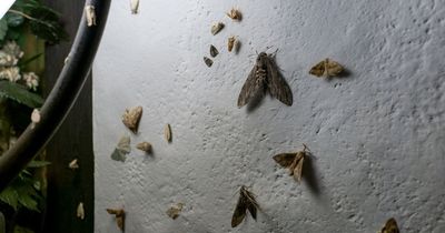 Mrs Hinch fans share simple 70p method to rid home of moths to avoid infestations