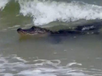 Alligator shocks beachgoers as it swims ashore in Alabama