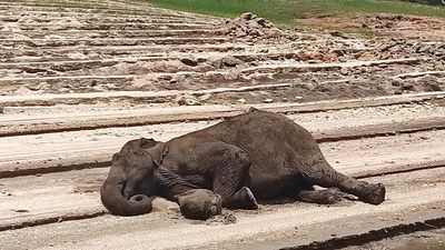 Wild elephant calf found in an unhealthy state at Mattupetty