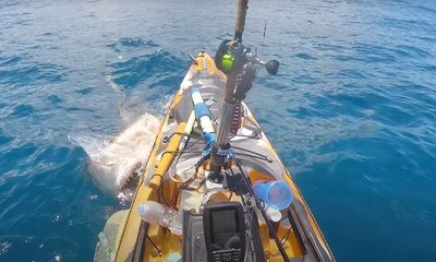 Watch: Huge shark attacks startled angler’s kayak off Oahu