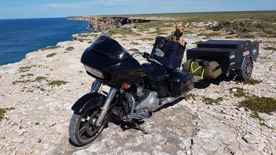 Tassie the dog clocks up 20,000km in motorcycle road trips since her adoption in Tasmania