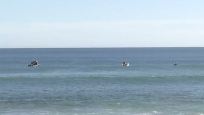 Pieces that may be from wetsuit, surfboard found after surfer attacked by shark off South Australia