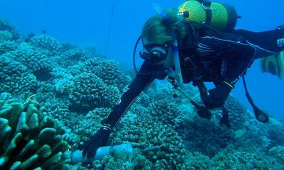 Listen to a toadfish’s grunt! AI helps decode a ‘symphony’ of ocean sounds