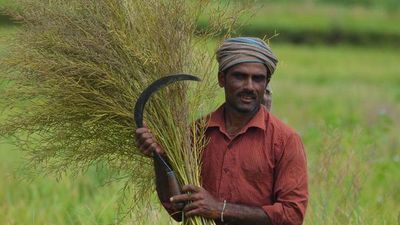 Government 'misleading' SC on herbicide-tolerant nature of GM mustard: Coalition of GM-free India