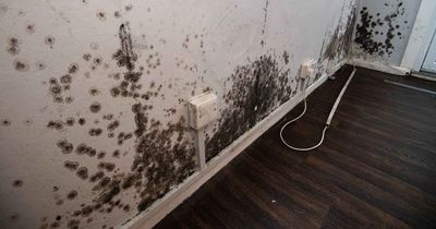 Silverfish could be a sign you have a huge and expensive problem in your home