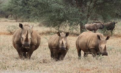 Rhinos return to Zimbabwe and a new kind of safari starts to take shape