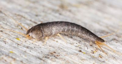 If you spot this tiny insect in your home, you could have a huge and expensive problem