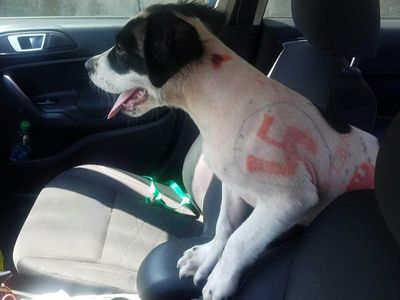 Puppy found with swastikas ‘drawn all over her body’