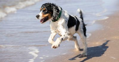 Exact date Scotland will heat up as Met Office predicts three-week warm spell