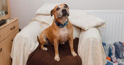 One of Britain's loneliest dogs is still looking for a home after nearly 500 days