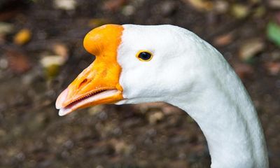 The pet I’ll never forget: every night I would sing to Cackles the goose. Then tragedy struck