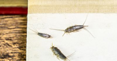 Spotting certain tiny insects in your home could point to pricey problem