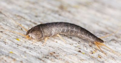Little silver insect a telltale sign your house could have a major problem