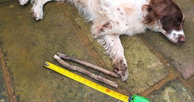 Spaniel skewered after impaling himself on 2ft long stick playing fetch