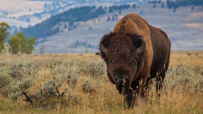 Yellowstone tourists learn the hard way that bear spray doesn't always work on bison