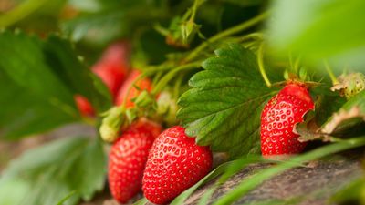 Why are my strawberry leaves turning brown? Expert tips on the causes and what action to take