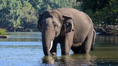 Hosur Forest Division trains staff, recruits volunteers for elephant population estimate exercise