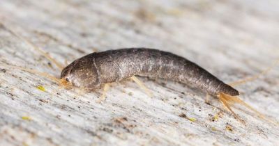 The tiny silver insect in your home that could cause you a huge and expensive problem