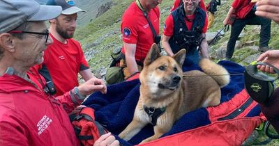 'Injured and exhausted' dog carried down Lake District mountain by rescue team