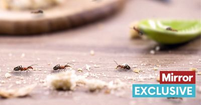 Garden expert shares 'most effective' trick to banish ants - and it costs just 29p