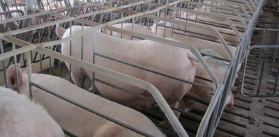 Supreme Court's ruling on humane treatment of pigs could catalyze a wave of new animal welfare laws