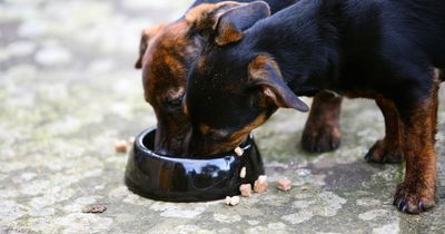 Experts' tips to save dog owners money as many struggle in 'welfare crisis'