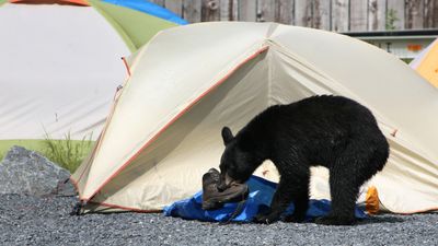 Unlucky Virginia hikers stranded in forest after bear steals food, water and keys