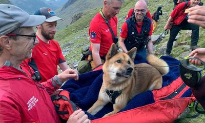 Dog rescued after scaling England’s highest mountain