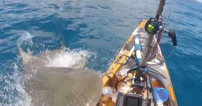 Massive shark attacks terrified kayaker as it explodes out of water and onto boat