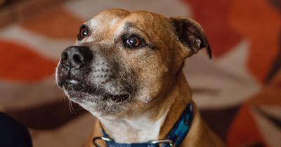 Britain's loneliest dog STILL searching for a forever home after almost 500 days
