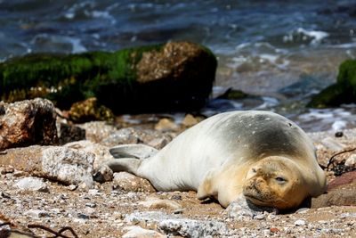 Holy cow! Endangered seal draws dozens to Jaffa shore