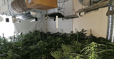 Police find cannabis farm with 250 plants in Newcastle home worth more than £200,000