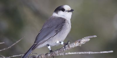 For Canada jays, sibling rivalry can be deadly as winner takes all