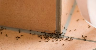 Garden expert shares 'most effective' way to banish ants that won't cost extra