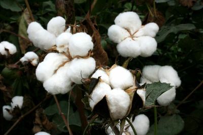 Cotton – 80 Cents is a Pivot Point