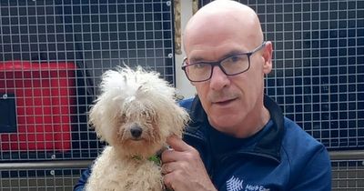 Dog stolen in Glasgow found straying in Ballymena is back home where she belongs