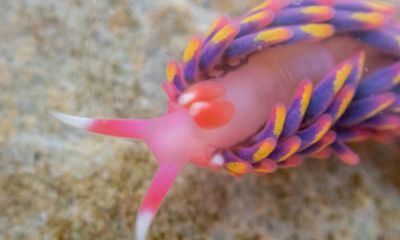 Rainbow sea slug found in Falmouth rock pool indicates warming sea